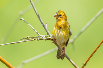Female Asian golden weaver act on the branch