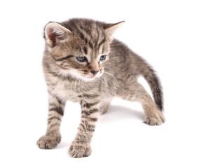 Little 30 day old kitten