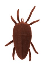 realistic 3d render of mite