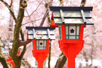 Red lantern with sakura tree in japanese temple