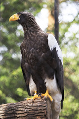 Golden eagle sitting on a log.
