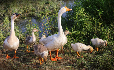 Swan family