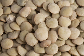 Lentil (Lens culinaris)