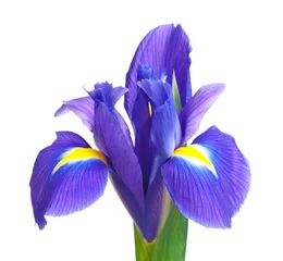 Papier Peint photo Lavable Iris Iris bleu