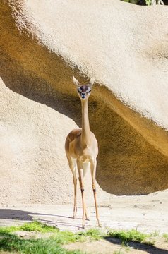 Southern Gerenuk