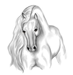 Fototapeta premium White horse