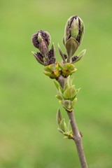 Fliederknospen / lilac buds