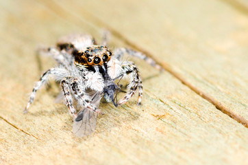 Ragno saltellante
