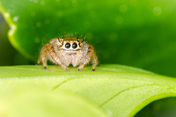 Jumping spider