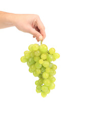 Branch of white grapes in hand.