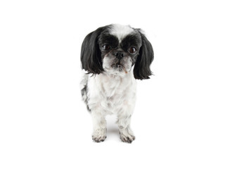 Shih-tzu dog