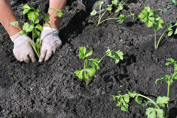 senior woman planting a celery seedling