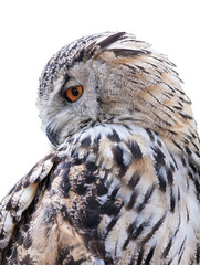 grey owl on white background