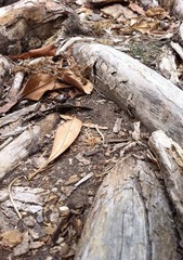 dry wood