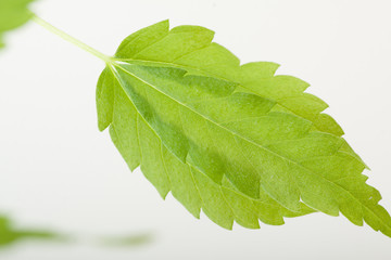 Fototapeta premium cannabis plant, marijuana on white background