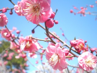 梅の花