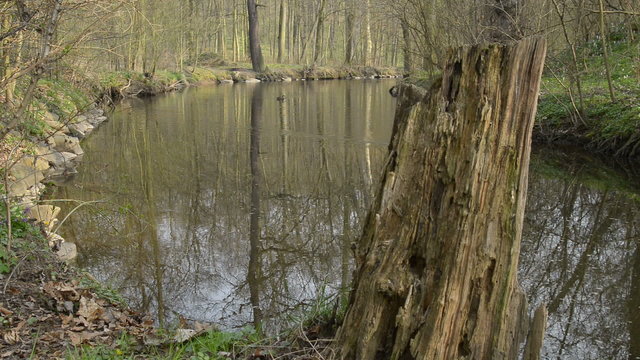 still creek in the springtime