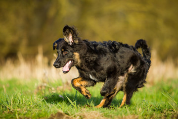 Gelbbacke Welpe in Bewegung