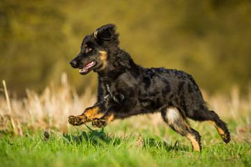 Altdeutscher H&uuml;tehund - Gelbbacke