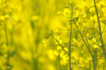 菜の花