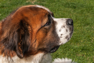 St. Bernard