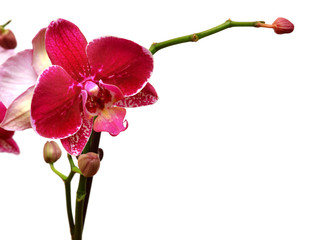 Purple orchid