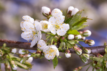 Cherry Blossoms