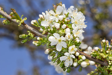 Obraz premium Cherry Blossoms