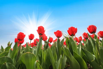 Fototapete Tulpe viele rote Tulpen über blauem Himmel