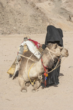 Old Bedouin Woman With Camel In The Desert