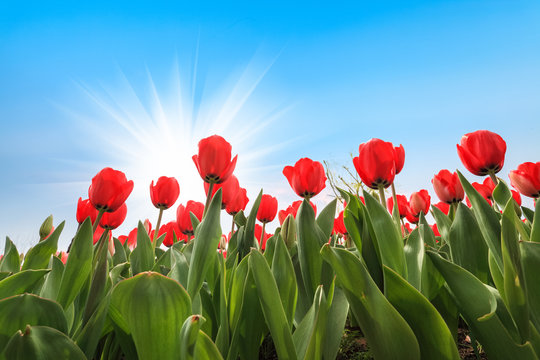 Fototapeta many red tulips over blue sky