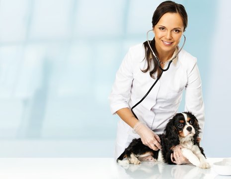 Young Positive Brunette Veterinary Woman With Spaniel