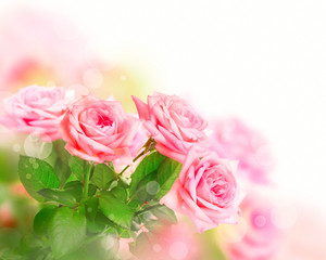 Fototapeta na wymiar Różowe róże na jasnym tle