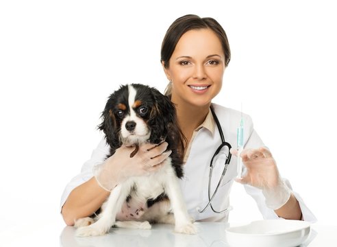 Young positive brunette veterinary woman with spaniel
