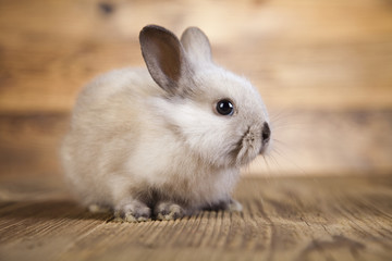 Obraz premium Easter bunny