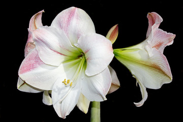 Amaryllis on Black