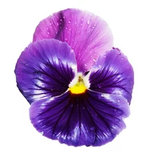 Foto op Plexiglas Viooltjes blauw violet viooltje geïsoleerd op een witte achtergrond