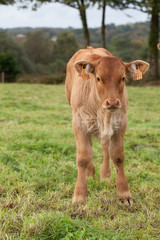 veau limousin dans un champ © sacha22
