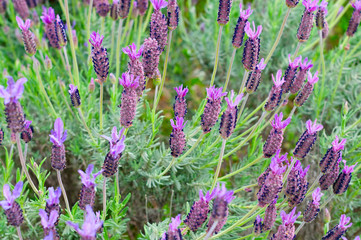 lavandula stoechas