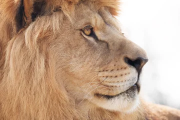 Poster de jardin Lion Beautiful male lion wisely looking into distance