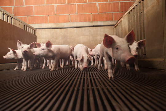 Porcelets Images Browse 90 Stock Photos, Vectors, and Video Adobe Stock