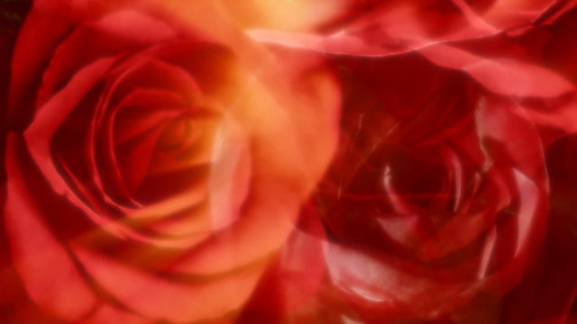red roses, loop