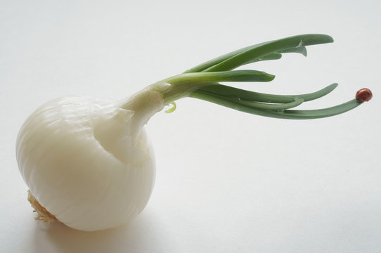 La bella coccinella sulla cipolla