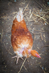 Poule plongée