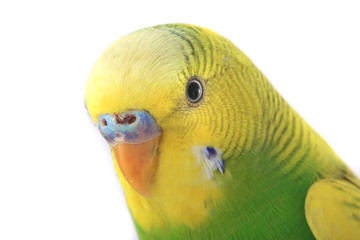 Fototapeta premium budgie