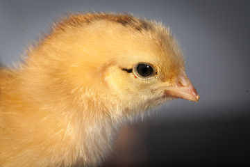 poulet jaune