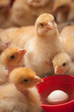 poussins buvant