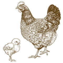 illustration of engraving chicken and chick - 63424286