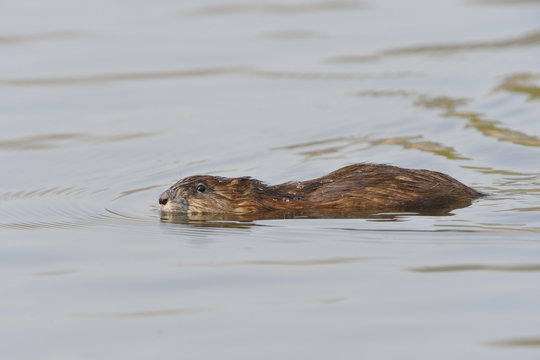 Bisamratte