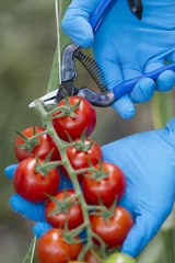Foto auf Acrylglas Harvesting tomatoes with blue scissors © Frank